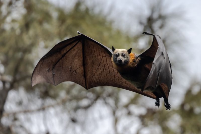 Bat Control Service Options and Information