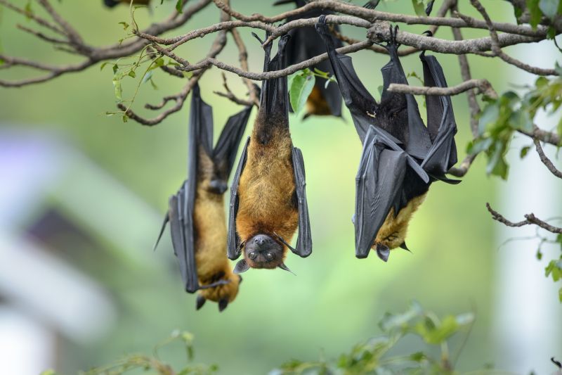 Bat Control Service Promotions