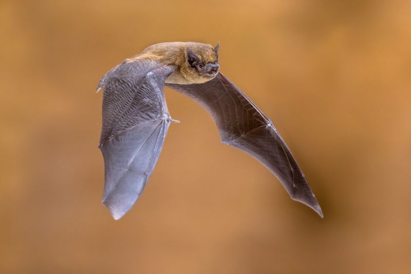 Service Locations for Bat Control Service