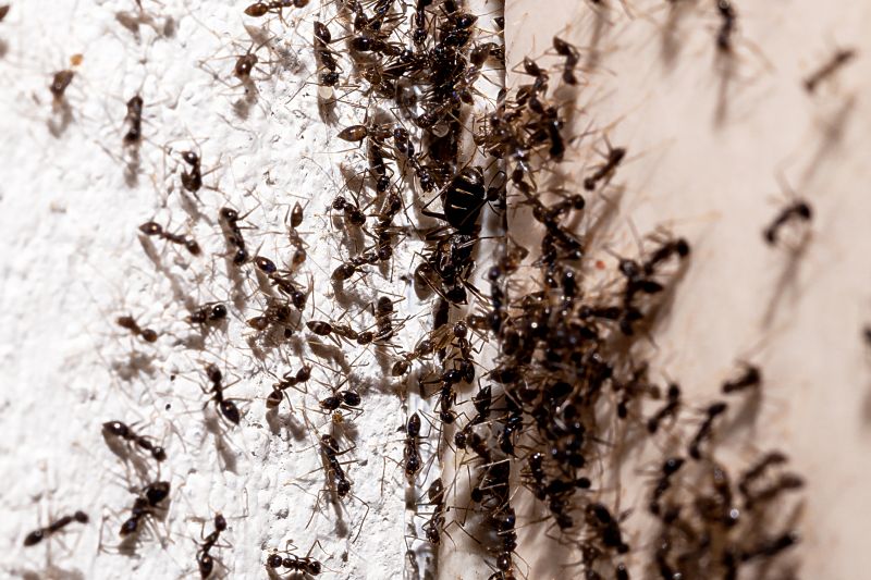 Severity of Infestation