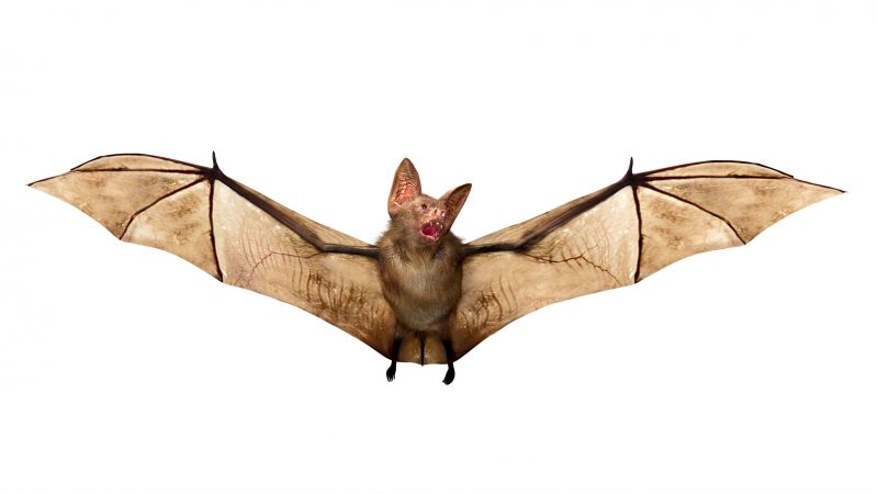 Bat Control Service