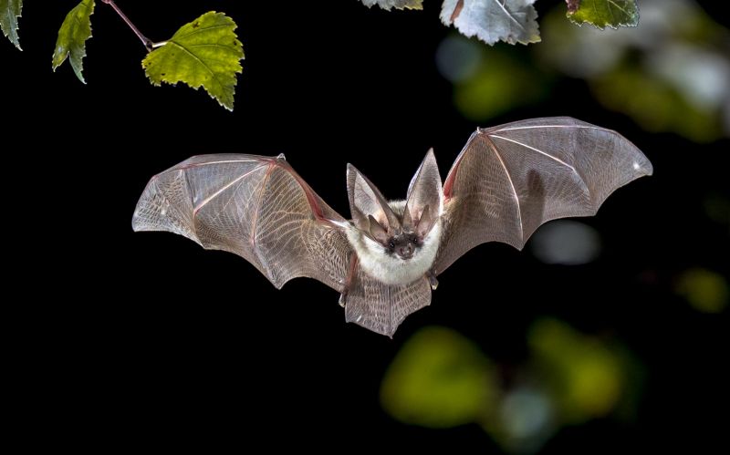 Bat Control Service