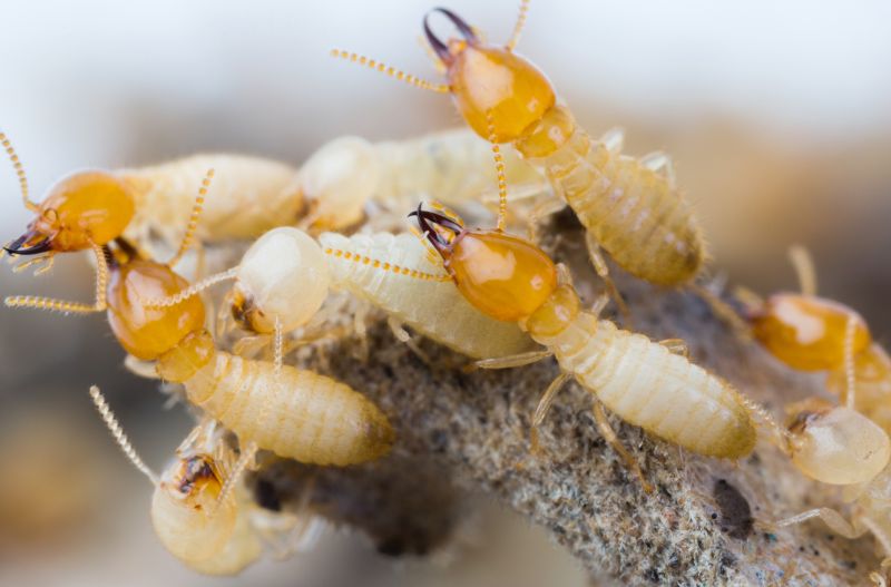 Commercial Termite Removal