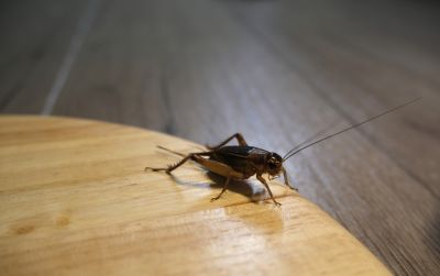 Cricket Control Service in Fort Worth, TX