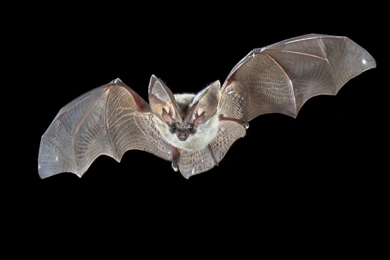 Health Risks Linked To Birds And Bats In Commercial Properties