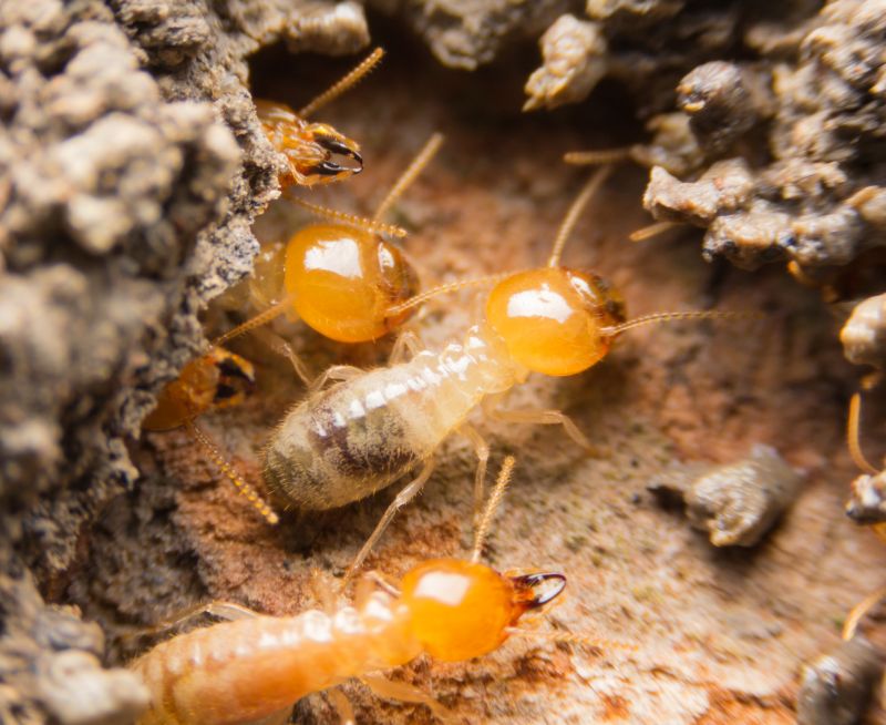 Termite Prevention in Katy, TX